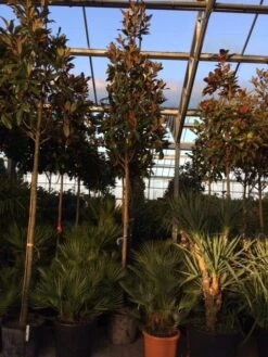 Beverboom (Magnolia Grandiflora 'Gallissoniere') -PlantenPracht Winkel magnolia grandiflora gallisoniere 16 18ho cont 2