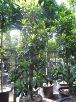 Magnolia (Magnolia Grandiflora 'Gallissoniere') -PlantenPracht Winkel magnolia grandiflora gallisoniere 250 300 c150