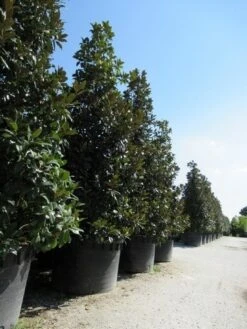 Magnolia (Magnolia Grandiflora 'Gallissoniere') 29 Magnolia (Magnolia Grandiflora 'Gallissoniere') -PlantenPracht Winkel magnolia grandiflora gallisoniere 2 2