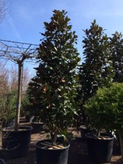 Magnolia (Magnolia Grandiflora 'Gallissoniere') -PlantenPracht Winkel magnolia grandiflora gallisoniere 350 400 450 1