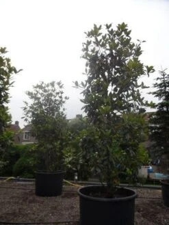 Magnolia (Magnolia Grandiflora 'Gallissoniere') -PlantenPracht Winkel magnolia grandiflora gallisoniere 350 400 450 c1000 1