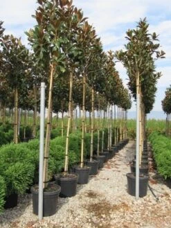 Beverboom (Magnolia Grandiflora 'Gallissoniere') -PlantenPracht Winkel magnolia grandiflora gallisoniere 8 10 2 2