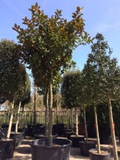 Beverboom (Magnolia Grandiflora 'Gallissoniere') -PlantenPracht Winkel magnolia grandiflora hoogstam solitair