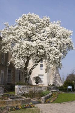 Beverboom (Magnolia Kobus) -PlantenPracht Winkel magnolia kobus01 1