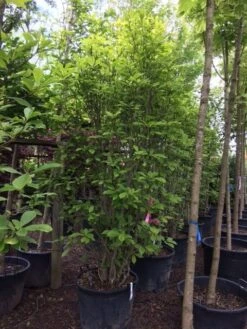 Beverboom (Magnolia Soulangeana) 18 Beverboom (Magnolia Soulangeana) -PlantenPracht Winkel magnolia soulangeana 300cm c130 1 2