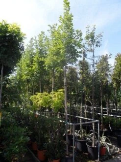 Beverboom (Magnolia Soulangeana Als Boom) -PlantenPracht Winkel magnolia soulangeana 8 10 12ho cont