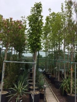 Beverboom (Magnolia Soulangeana Als Boom) -PlantenPracht Winkel magnolia soulangeana boom 10 12cm