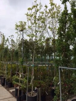 Beverboom (Magnolia Soulangeana Als Boom) -PlantenPracht Winkel magnolia soulangeana boom 14 16cm 2