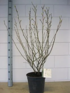 Stermagnolia (Magnolia Stellata) -PlantenPracht Winkel magnolia stellata c7 november 1 1