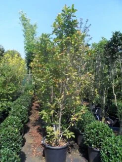 Beverboom, Struik (Magnolia Susan) -PlantenPracht Winkel magnolia susan 175 200 c50 1