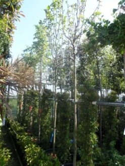 Beverboom (Magnolia 'Yellow River') -PlantenPracht Winkel magnolia yellow river 10 12 14ho cont 1