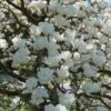 Beverboom (Magnolia Denudata) -PlantenPracht Winkel magnoliadenudatav1