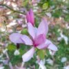 Beverboom (Magnolia 'Galaxy') -PlantenPracht Winkel magnoliagalaxyvi 1