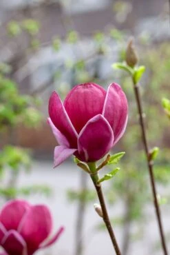 Beverboom (Magnolia 'Genie') -PlantenPracht Winkel magnoliagenie01 2