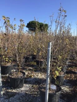 Beverboom (Magnolia 'Genie') -PlantenPracht Winkel magnoliagenie02 2