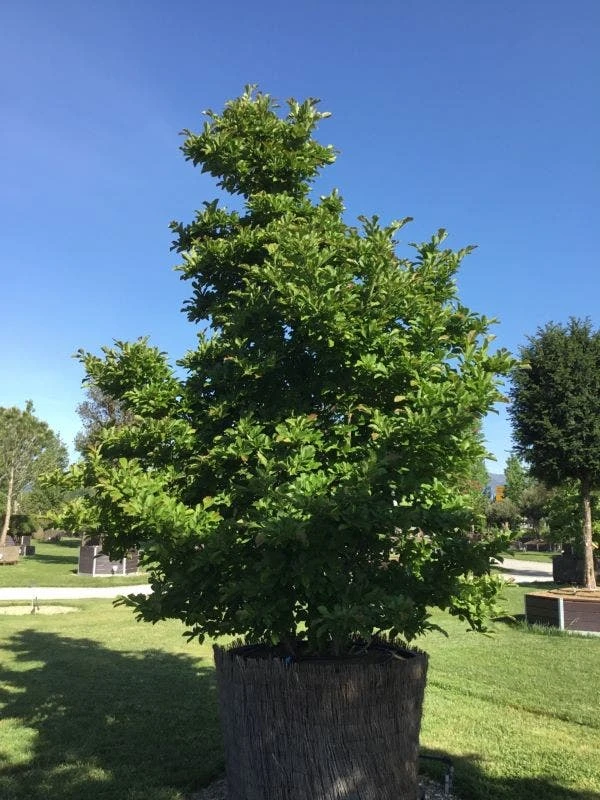 Beverboom (Magnolia Loebneri 'Leonard Messel') 4 Beverboom (Magnolia Loebneri 'Leonard Messel') - Afbeelding 2