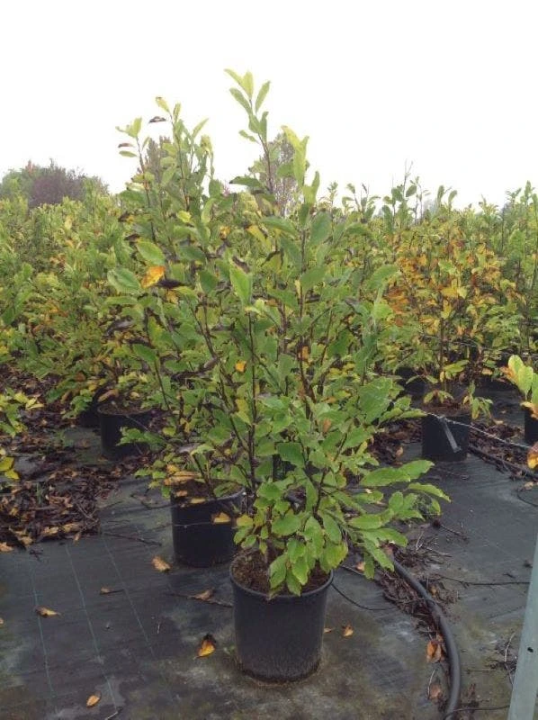 Beverboom (Magnolia Loebneri 'Leonard Messel') 5 Beverboom (Magnolia Loebneri 'Leonard Messel') - Afbeelding 3