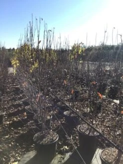 Roze Stermagnolia (Magnolia Stellata 'Rosea') -PlantenPracht Winkel magnoliastellatarosea01
