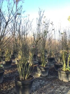 Meerstammige Beverboom (Magnolia 'Susan') -PlantenPracht Winkel magnoliasusanmeerstammig 2