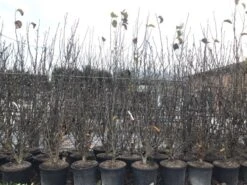 Beverboom, Struik (Magnolia Susan) 27 Beverboom, Struik (Magnolia Susan) -PlantenPracht Winkel magnoliasusanwinter