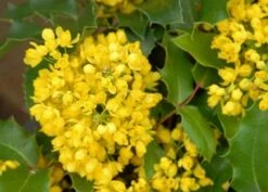 Mahoniestruik (Mahonia Aquifolium 'Apollo') 15 Mahoniestruik (Mahonia Aquifolium 'Apollo') -PlantenPracht Winkel mahonia apollo bloei