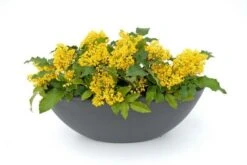 Mahoniestruik (Mahonia Aquifolium 'Apollo') 14 Mahoniestruik (Mahonia Aquifolium 'Apollo') -PlantenPracht Winkel mahonia apollo toepassing