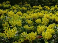 Mahoniestruik (Mahonia Aquifolium 'Apollo') -PlantenPracht Winkel mahonia apollo toepassing 1 1