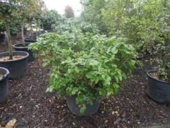 Mahoniestruik (Mahonia Aquifolium 'Apollo') 19 Mahoniestruik (Mahonia Aquifolium 'Apollo') -PlantenPracht Winkel mahonia aquifolium apollo c130