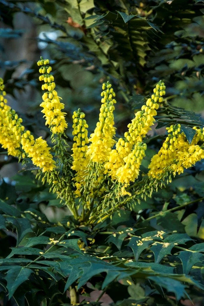 Mahoniestruik (Mahonia Media 'Winter Sun') 3 Mahoniestruik (Mahonia Media 'Winter Sun')