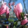 Beverboom (Magnolia 'Heaven Scent') 2 Beverboom (Magnolia 'Heaven Scent') -PlantenPracht Winkel mahscent 9 1