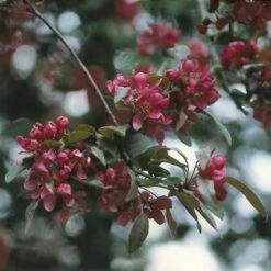Sierappel (Malus 'Liset') -PlantenPracht Winkel maliset 8 2