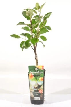 Appelboom (Malus Domestica 'Elstar') -PlantenPracht Winkel malus dom. elstar rp2l handappel zachtzuur 2