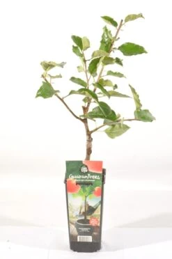 Appelboom (Malus Domestica 'Jonagold') -PlantenPracht Winkel malus dom. jonagold rp2l handappel laat zachtzuur