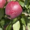 Appelboom (Malus Domestica 'Beauty Of Bath') -PlantenPracht Winkel malus domestica beauty of bath