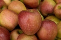 Lei-Appel (Malus Domestica 'Braeburn') 8 Lei-Appel (Malus Domestica 'Braeburn') -PlantenPracht Winkel malus domestica braeburn02