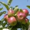 Appelboom (Malus Domestica 'Discovery') -PlantenPracht Winkel malus domestica discovery 1