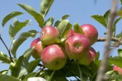 Appelboom (Malus Domestica 'Discovery')