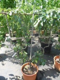 Appelboom (Malus Domestica ) 19 Appelboom (Malus Domestica ) -PlantenPracht Winkel malus domestica eetappel dubbel u leivorm