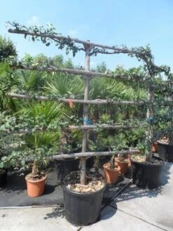 Appelboom (Malus Domestica ) 18 Appelboom (Malus Domestica ) -PlantenPracht Winkel malus domestica eetappel oude leivorm