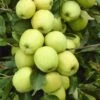 Lei-Appel (Malus Domestica 'Golden Delicious') -PlantenPracht Winkel malus domestica golden delicious 1