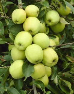Appelboom (Malus Domestica 'Golden Delicious')