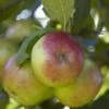 Appelboom (Malus Domestica 'Idared') -PlantenPracht Winkel malus domestica idared