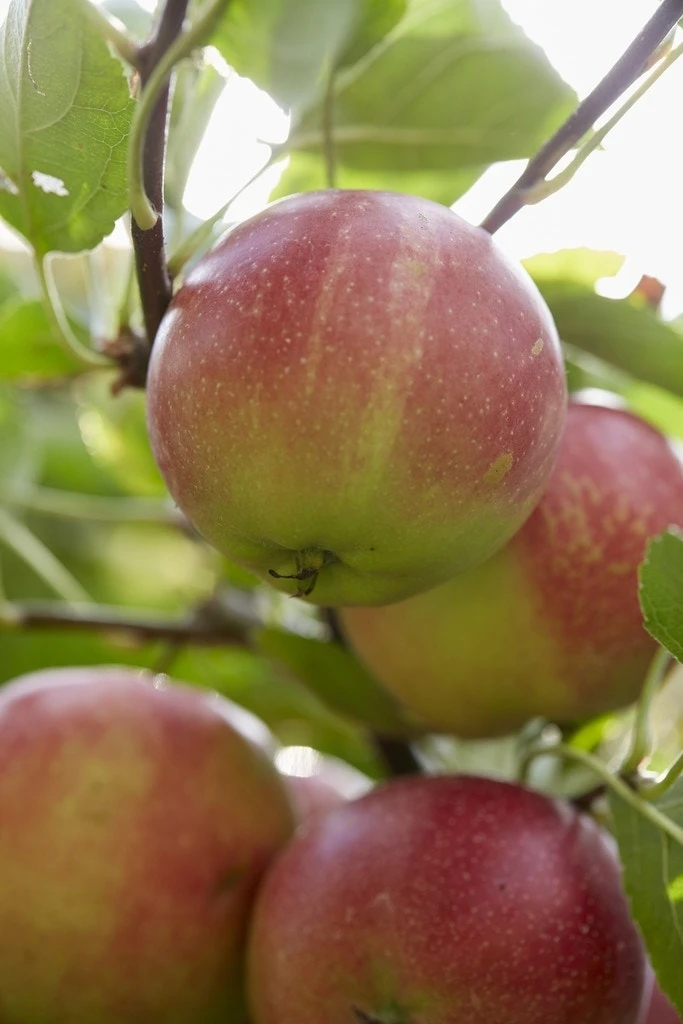 Appelboom (Malus Domestica 'Sterappel') 4 Appelboom (Malus Domestica 'Sterappel') - Afbeelding 2