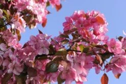 Sierappel (Malus 'Rudolf') -PlantenPracht Winkel malus domestica rudolph02 1 2