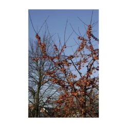 Sierappel Als Struik (Malus 'Evereste') -PlantenPracht Winkel malus evereste01 2