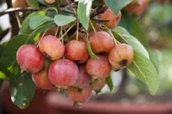 Sierappel Als Leiboom (Malus 'Evereste') -PlantenPracht Winkel malus evereste03 2