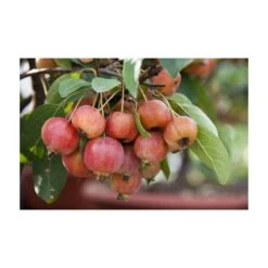 Sierappel Als Struik (Malus 'Evereste') -PlantenPracht Winkel malus evereste03 3