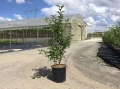 Sierappel Als Struik (Malus 'Evereste') 7 Sierappel Als Struik (Malus 'Evereste') -PlantenPracht Winkel malus evereste 100 125 cm c10 1