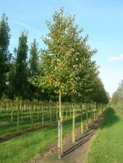 Grote Sierappel (Malus 'Evereste') -PlantenPracht Winkel malus evereste 20 25