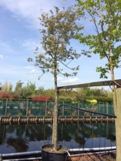 Sierappel (Malus 'Evereste') -PlantenPracht Winkel malus evereste 2025cm 1